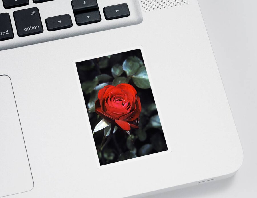 American Beauty Sticker featuring the photograph American Beauty Rose by Peter Muhlenberg
