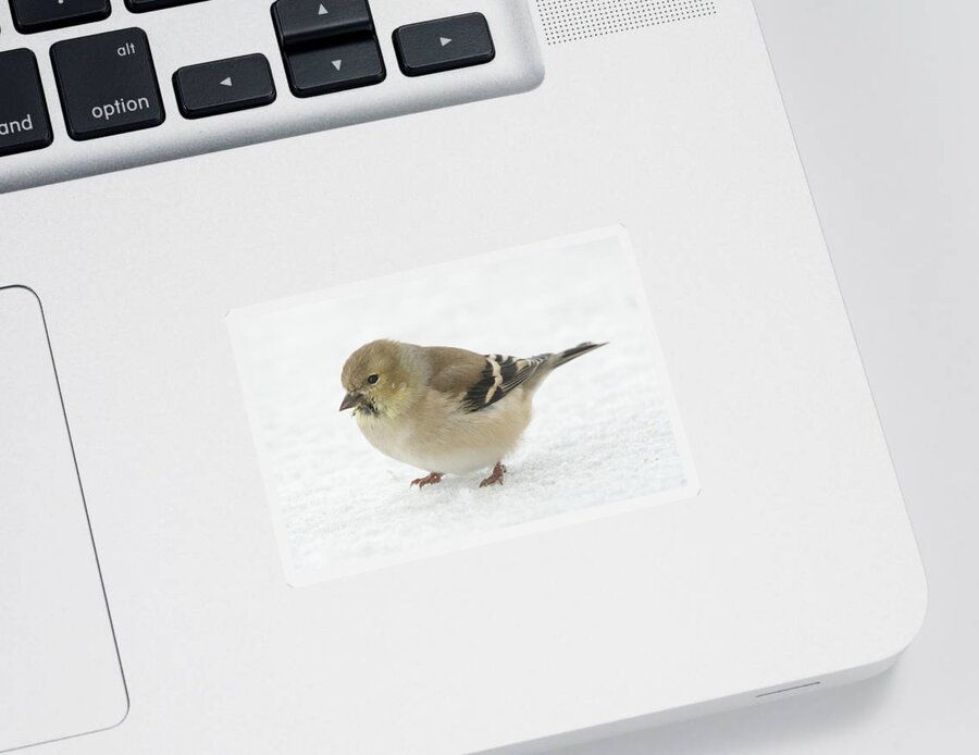 Jan Holden Sticker featuring the photograph American Goldfinch in the Snow by Holden The Moment