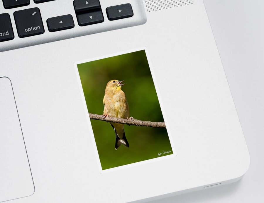 American Goldfinch Sticker featuring the photograph American Goldfinch Singing by Jeff Goulden