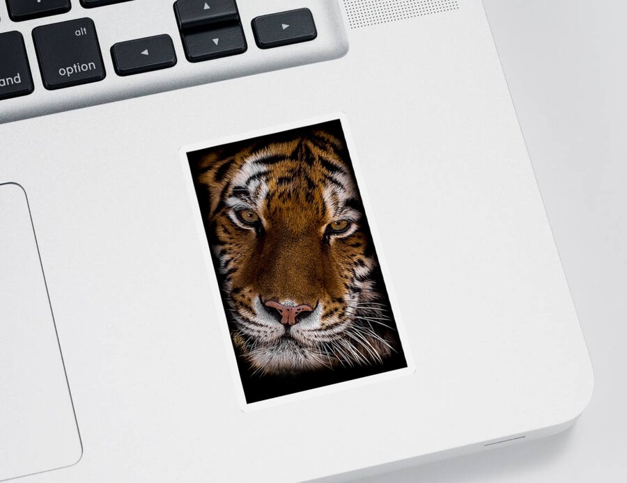 Tiger Sticker featuring the photograph Amur Tiger Portrait by Ernest Echols