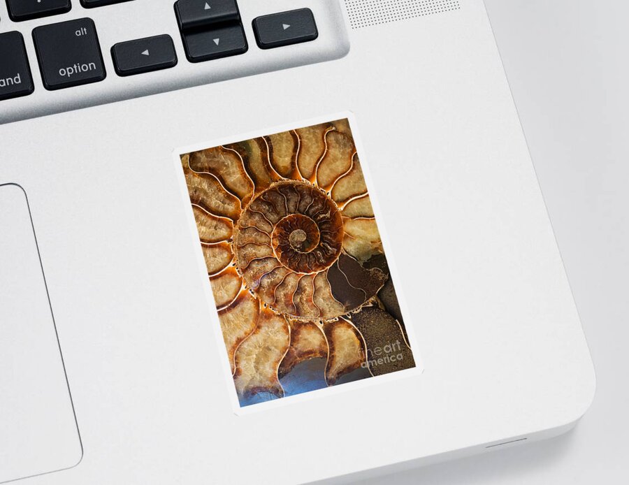 Ammonite Sticker featuring the photograph An Ancient Treasure II by Jaroslaw Blaminsky