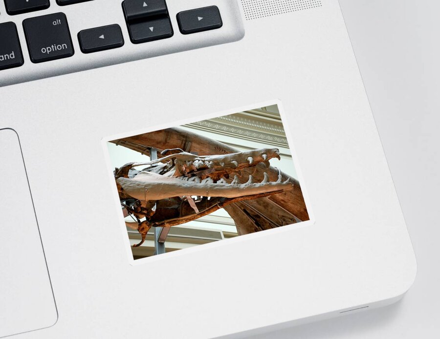 Dinosaur Sticker featuring the photograph Ancient Crocodile Dinosaur by Kenny Glover