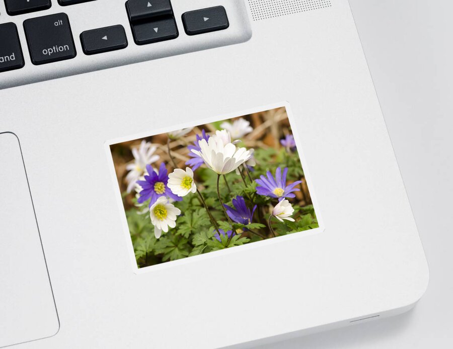 Flower Sticker featuring the photograph Anemone Blanda by Spikey Mouse Photography