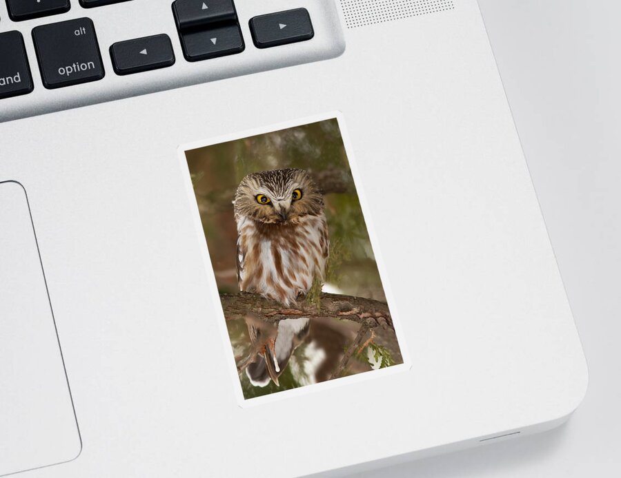 Northern Saw-whet Owl Sticker featuring the photograph Angry bird by Mircea Costina Photography