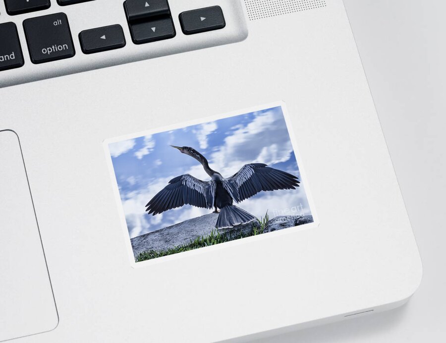 Bird Sticker featuring the photograph Anhinga Take Off by Judy Wolinsky
