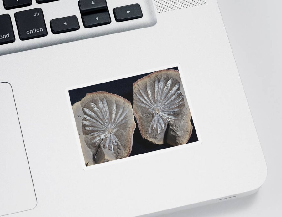 Annularia Sticker featuring the photograph Annularia Fossil by Louise K. Broman