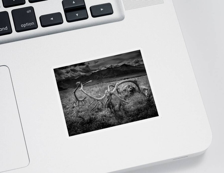 Antlers Sticker featuring the photograph Antlers in Black and White by Andrew Matwijec