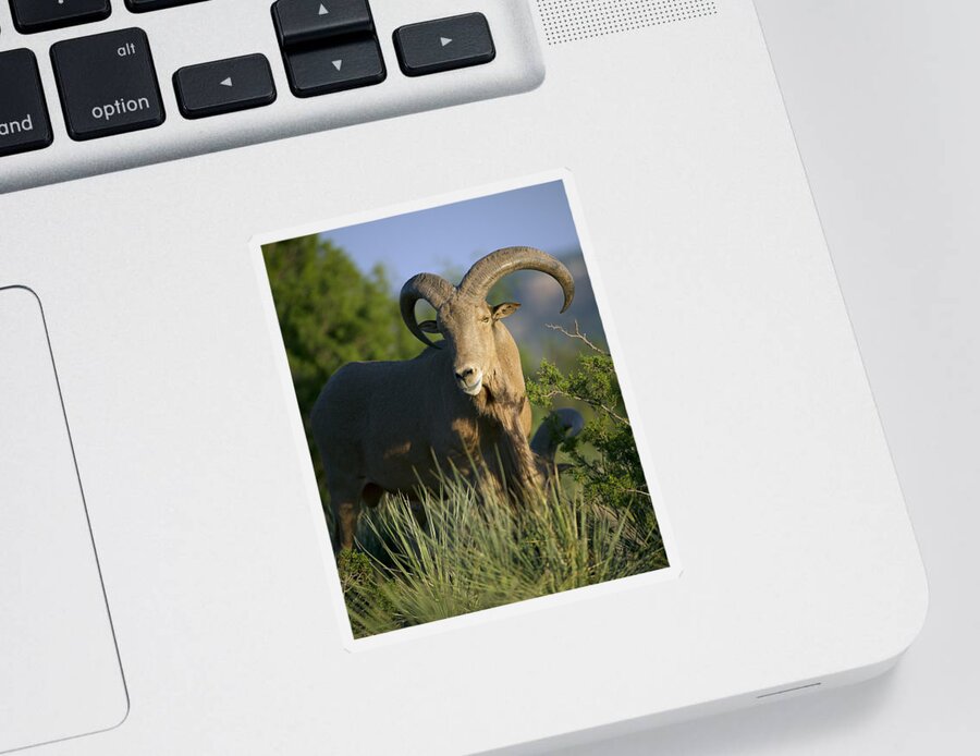 Barbary Sticker featuring the photograph Aoudad Sheep Ram by Gary Langley