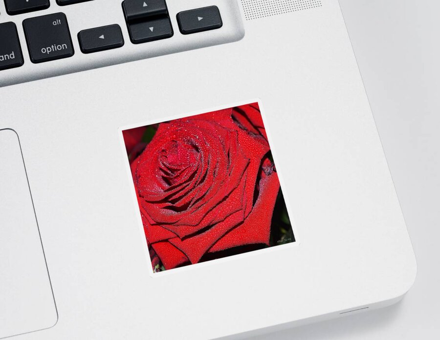 Rose Sticker featuring the photograph Approach by Felicia Tica
