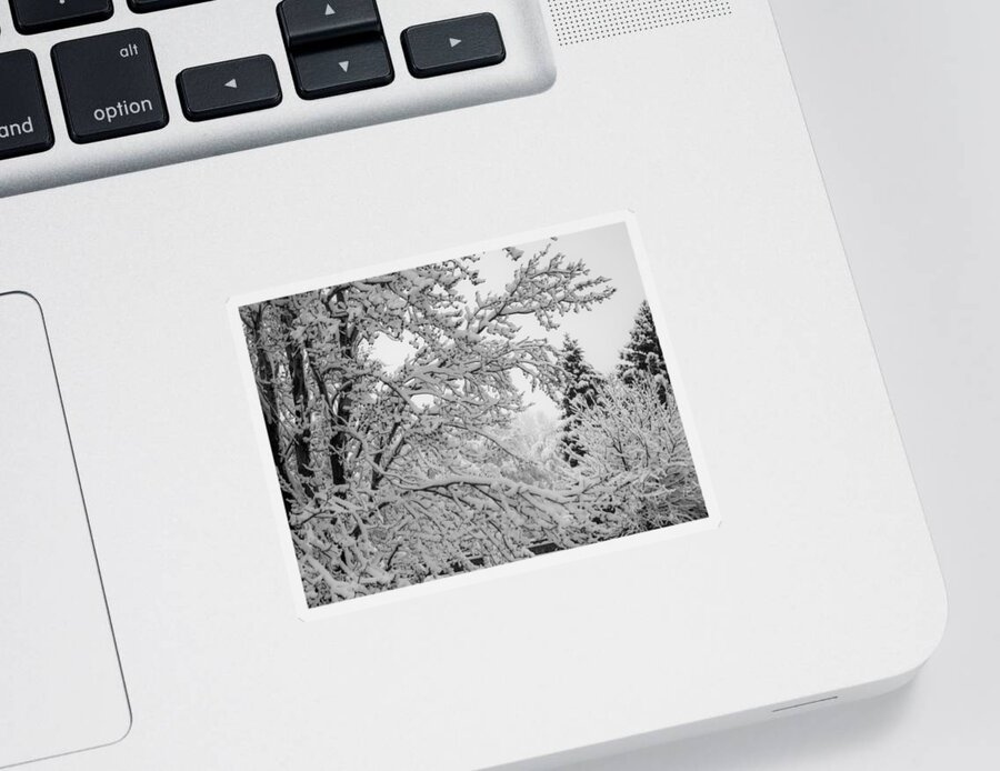 Trees Sticker featuring the photograph April Snow BW by Ernest Echols