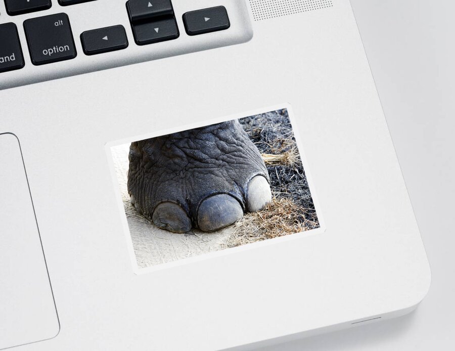 Asian Elephant Sticker featuring the photograph Asian Elephant Foot by M. Watson