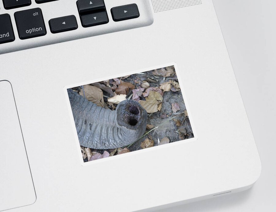 Asian Elephant Sticker featuring the photograph Asian Elephant Trunk by M. Watson