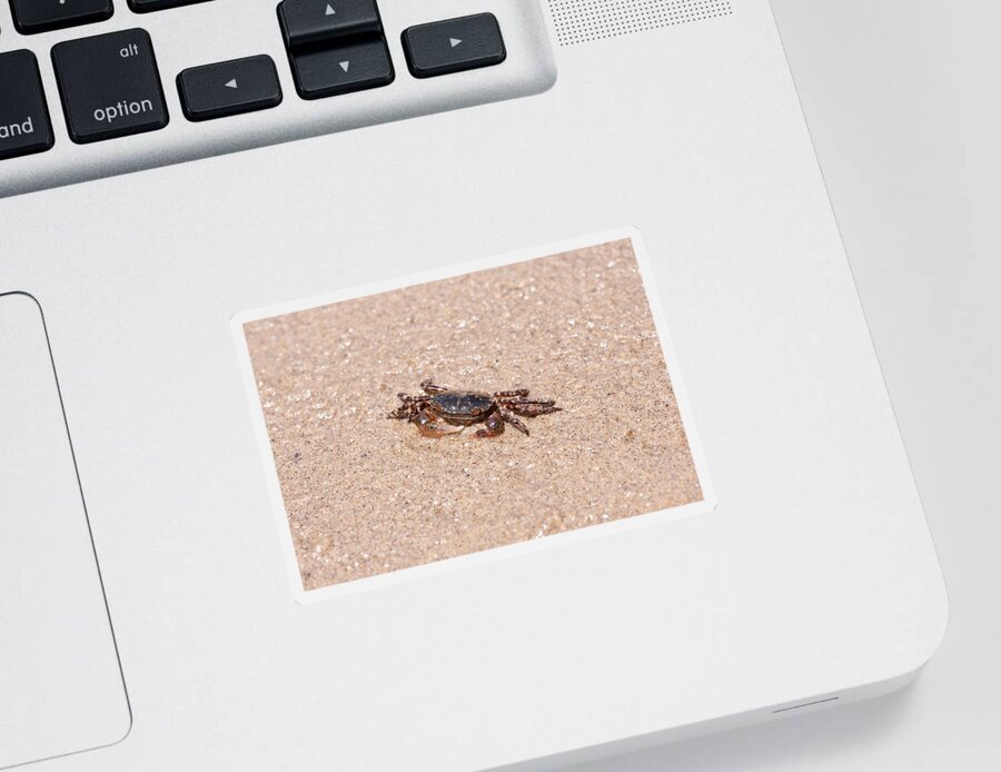 Asian Shore Crab Sticker featuring the photograph Asian Shore Crab by Andrew J. Martinez