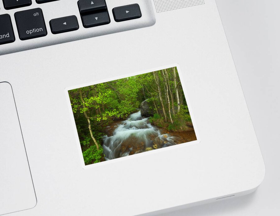 Aspen Trees Sticker featuring the photograph Aspen Creek by Darren White