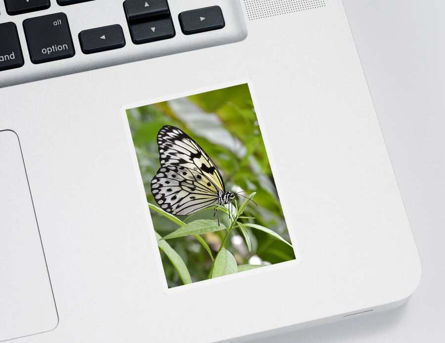 Rice-paper Butterfly Sticker featuring the photograph At rest by Spikey Mouse Photography