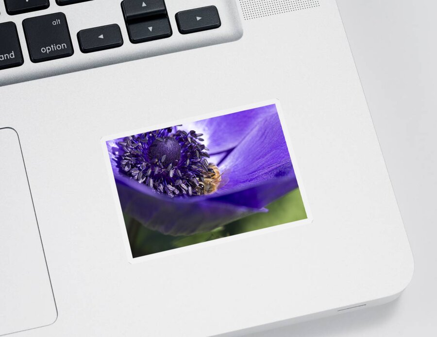 Anemone Sticker featuring the photograph At Work by Priya Ghose