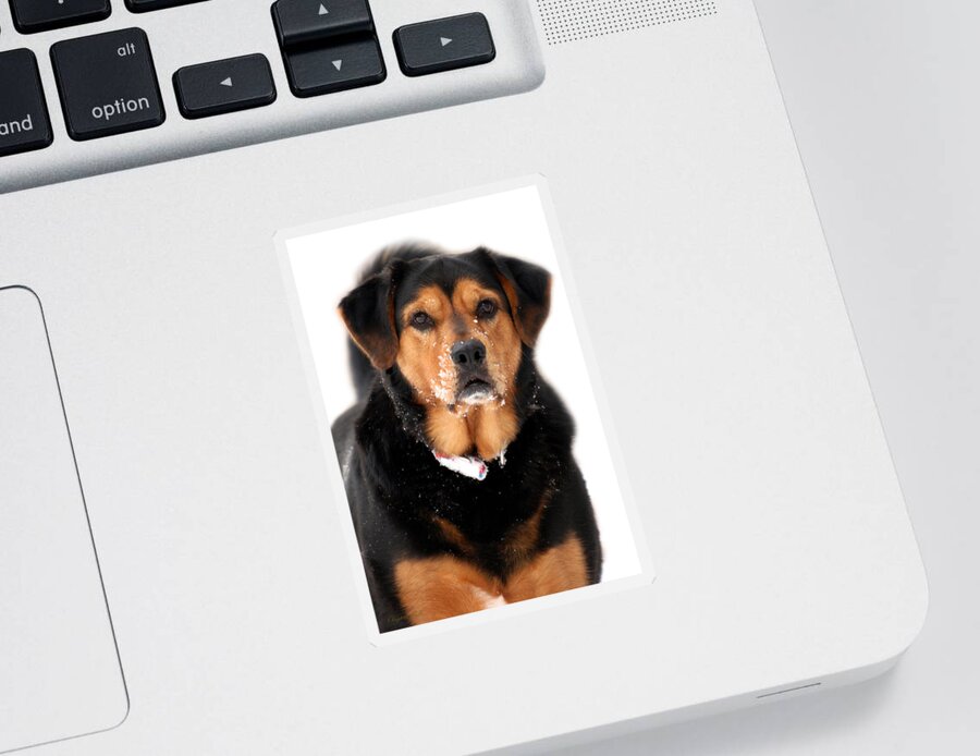 Dog Sticker featuring the photograph Working Dog by Christina Rollo