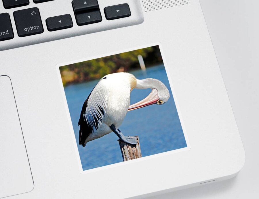 Australian Pelican Sticker featuring the photograph Australian Pelican by Nicholas Blackwell