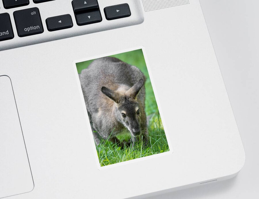 Australian Wallaroo Sticker featuring the photograph Australian Wallaroo by Dale Kincaid