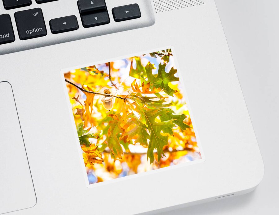 2014 Sticker featuring the photograph Autumn Acorn by Melinda Ledsome