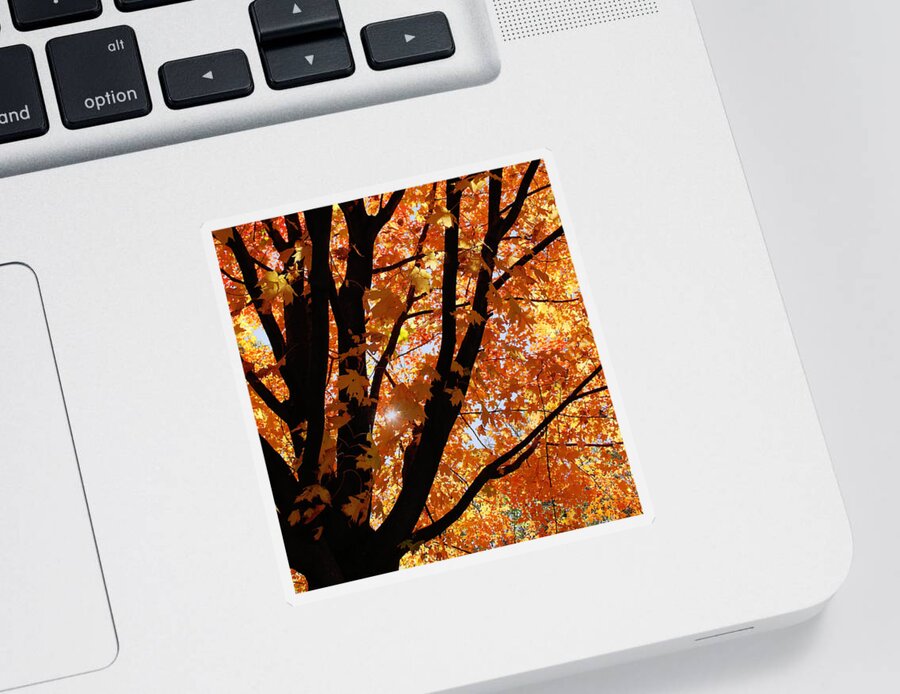Autumn Sticker featuring the photograph Autumn Beauty by Kim Hojnacki