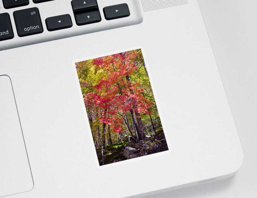 Woods Sticker featuring the photograph Autumn Splender by Paul W Faust - Impressions of Light