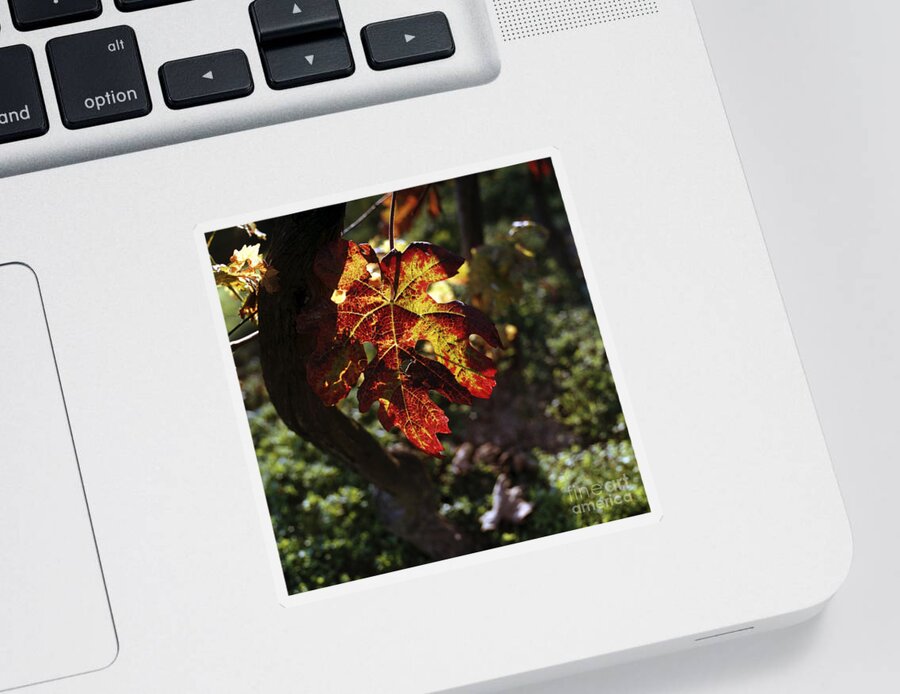 Leaf Sticker featuring the photograph Autumnal Grapevine by Riccardo Mottola