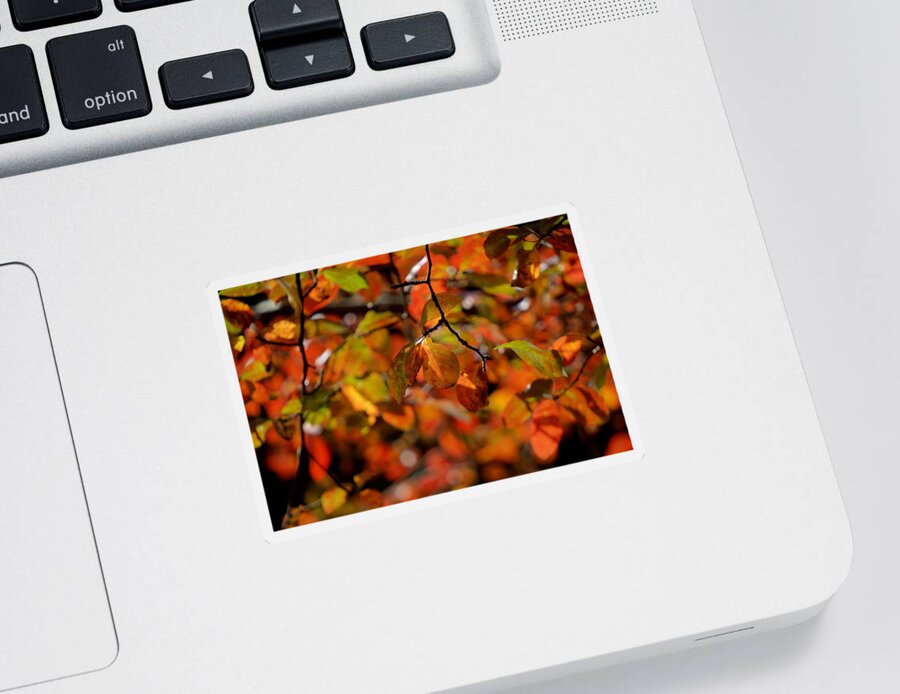 Fall Sticker featuring the photograph Autumn's Firey Show by Steve Gravano