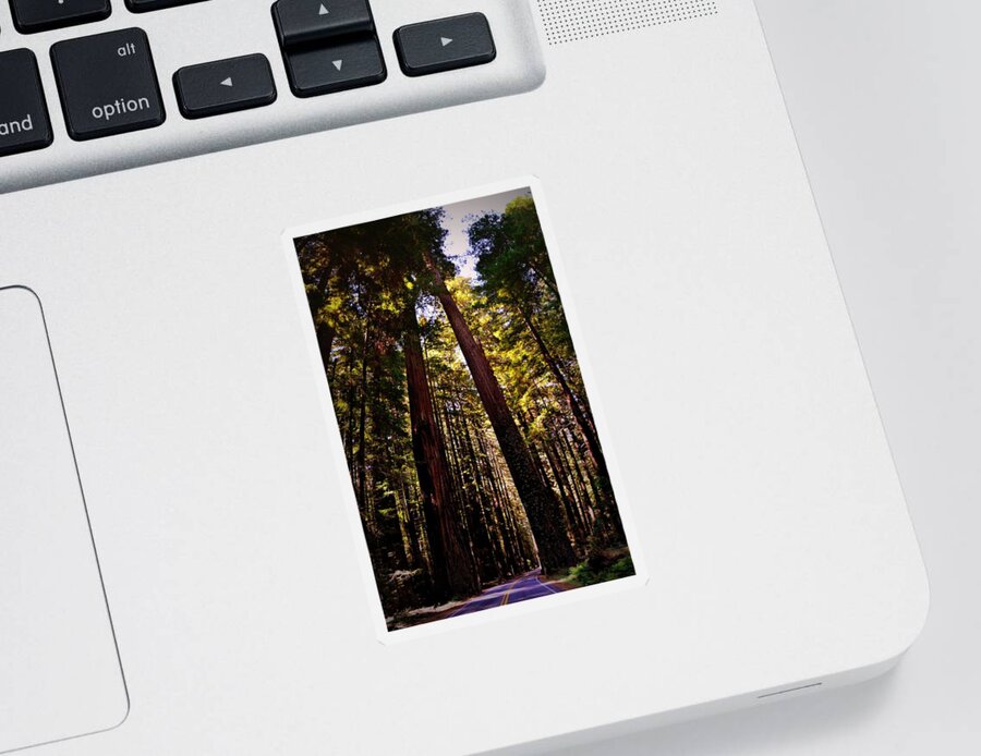 Majestic Sticker featuring the photograph Avenue of the Giants by Michelle Calkins
