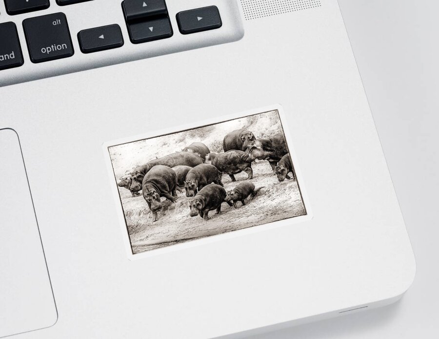 Africa Sticker featuring the photograph Aware Hippos by Mike Gaudaur