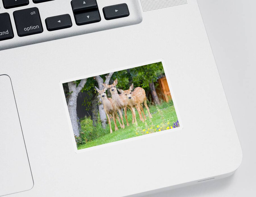 Mule Deer Sticker featuring the photograph Baby Deer by Steven Krull