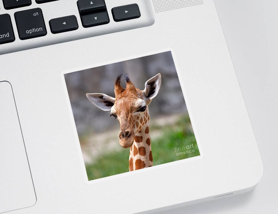 Nature Sticker featuring the photograph Baby Giraffe by Louise Heusinkveld