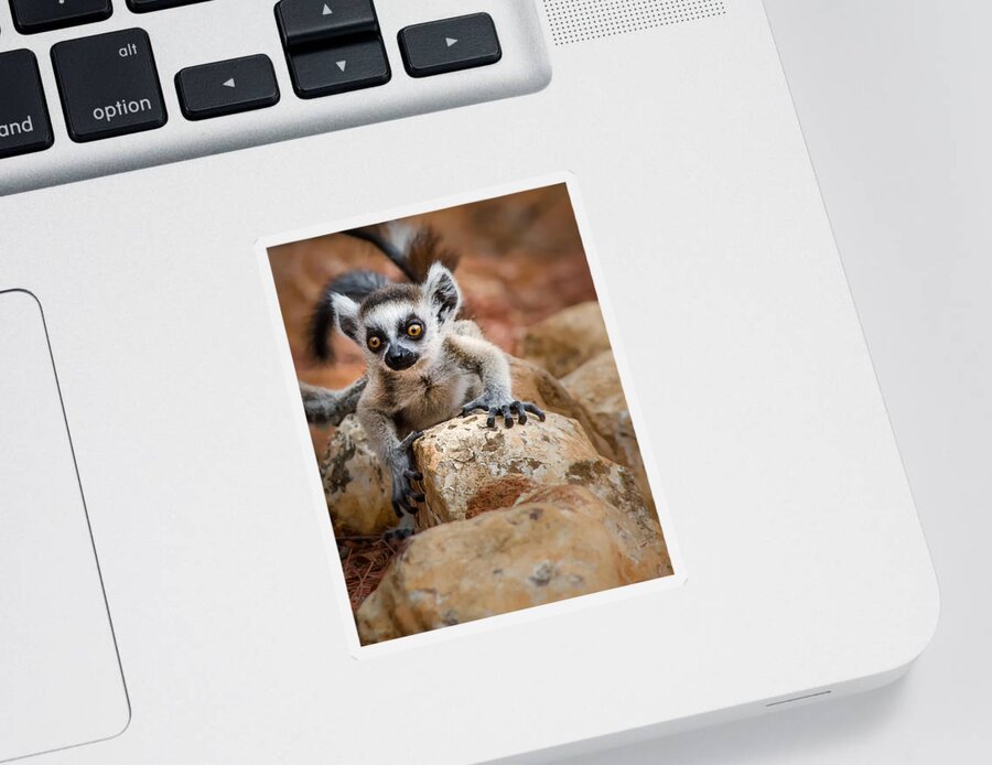 Lemur Sticker featuring the photograph Baby Ringtail Lemur by Linda Villers