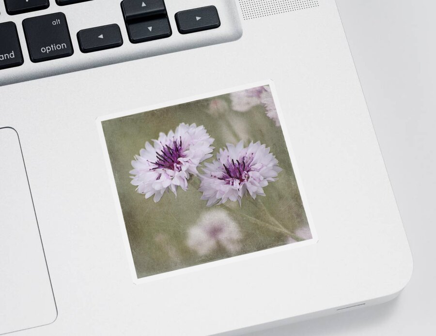 Flower Sticker featuring the photograph Bachelor Buttons - Flowers by Kim Hojnacki