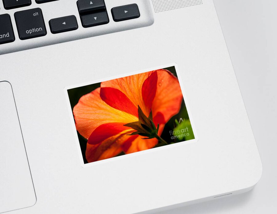 Flower Sticker featuring the photograph Back Lit by Dale Powell