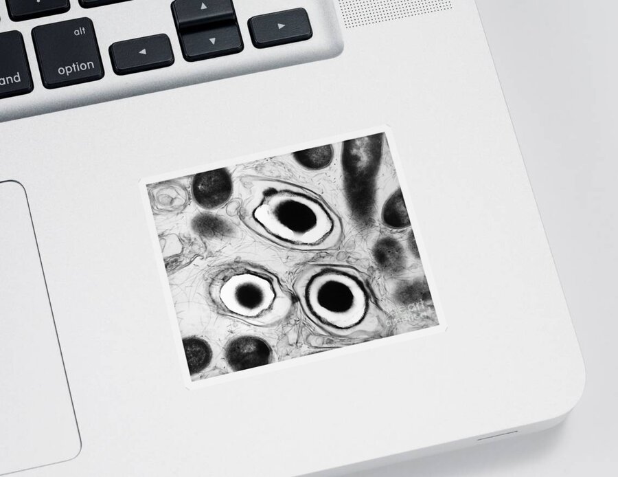 Haemophilus Sticker featuring the photograph Bacterial Endospore, Tem by David M. Phillips