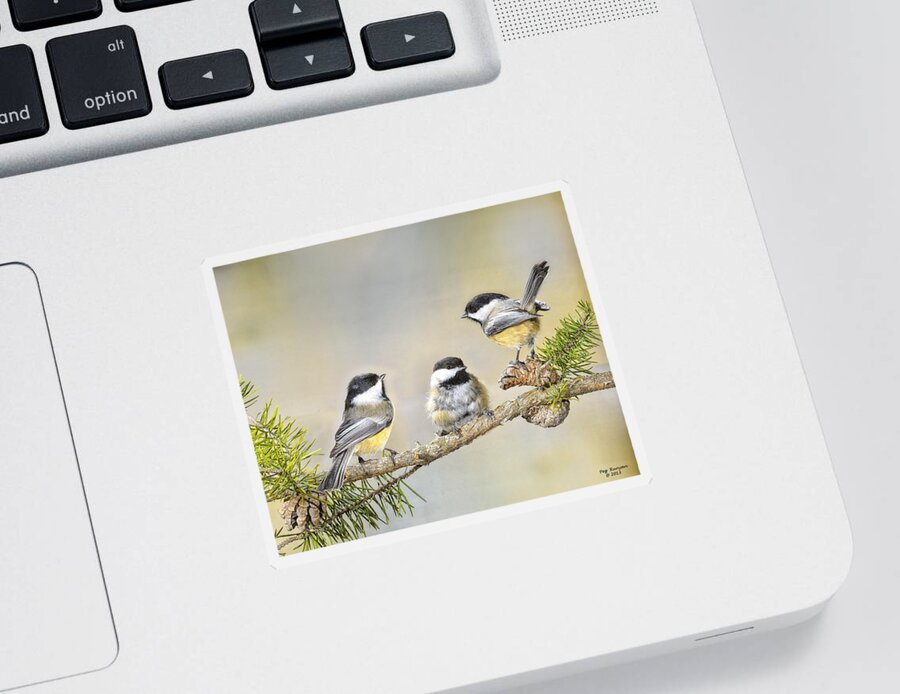 3 Chickadees Sticker featuring the photograph Bad Hair Day by Peg Runyan