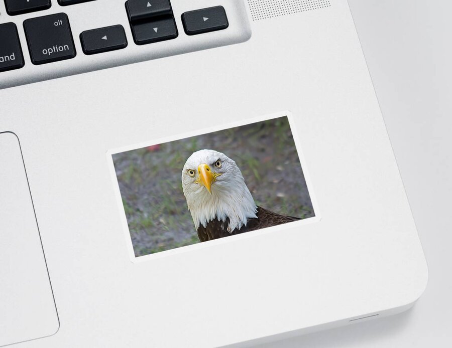 Wildlife Sticker featuring the photograph Bald Eagle 2 by Kenneth Albin