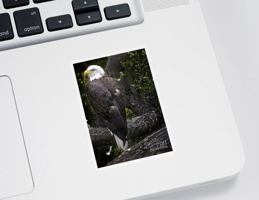Eagle Sticker featuring the photograph Bald Eagle by David Millenheft