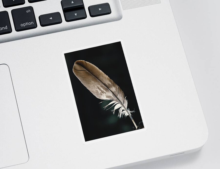Accipitridae Sticker featuring the photograph Bald Eagle Feather by Thomas And Pat Leeson