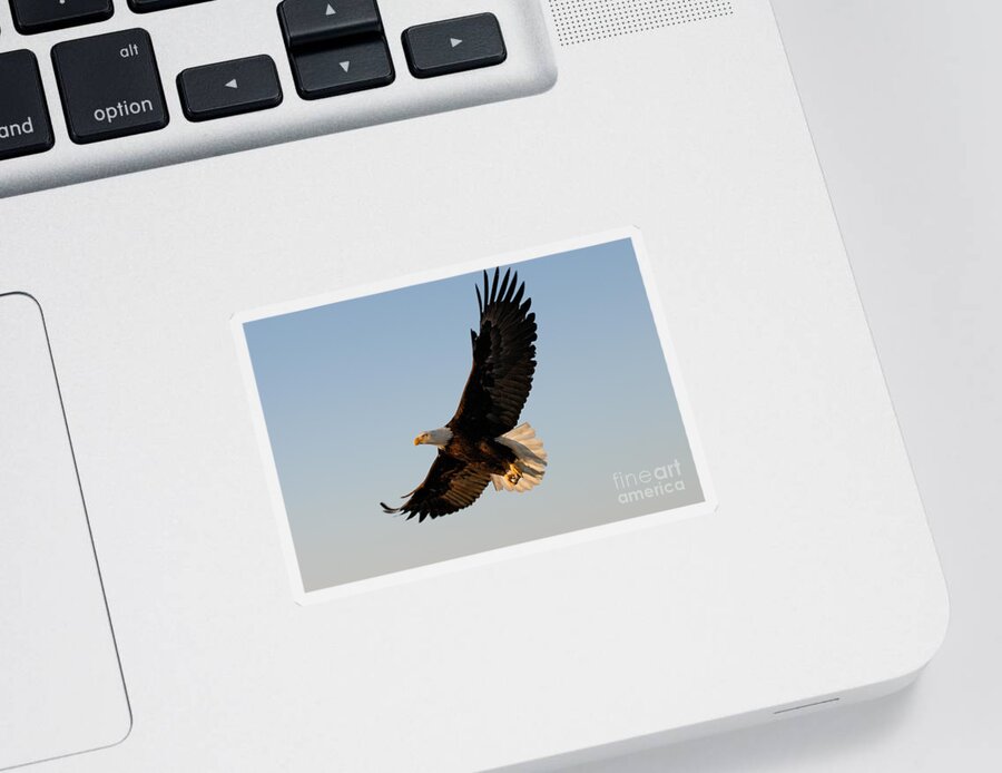 Animal Sticker featuring the photograph Bald Eagle Flying with Fish in its Talons by Stephen J Krasemann