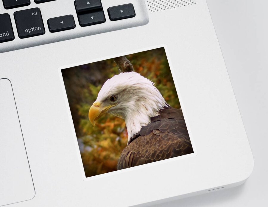 Skompski Sticker featuring the photograph Bald Eagle by Joseph Skompski