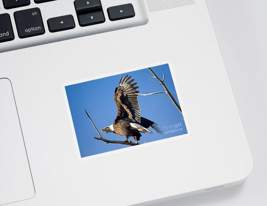 Bald Eagle Sticker featuring the photograph Bald Eagle Pre Flight Announcement by Bob Hislop
