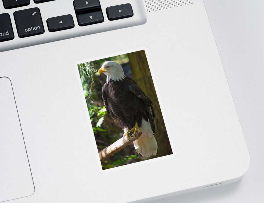 Eagle Sticker featuring the photograph Bald Eagle by Tikvah's Hope