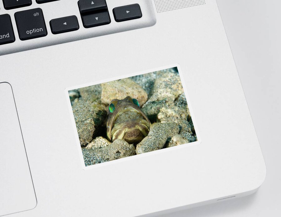 Jawfish Sticker featuring the photograph Banded Jawfish Incubating Eggs In Mouth by Andrew J. Martinez