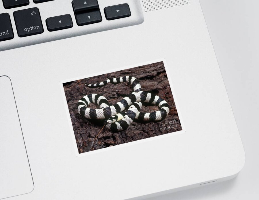 California Kingsnake Sticker featuring the photograph Banded Kingsnake by Craig K. Lorenz