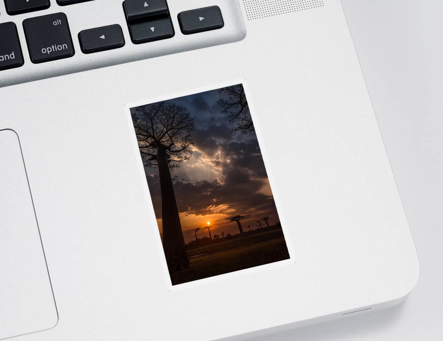 Baobab Sticker featuring the photograph Baobab Sunrays by Linda Villers
