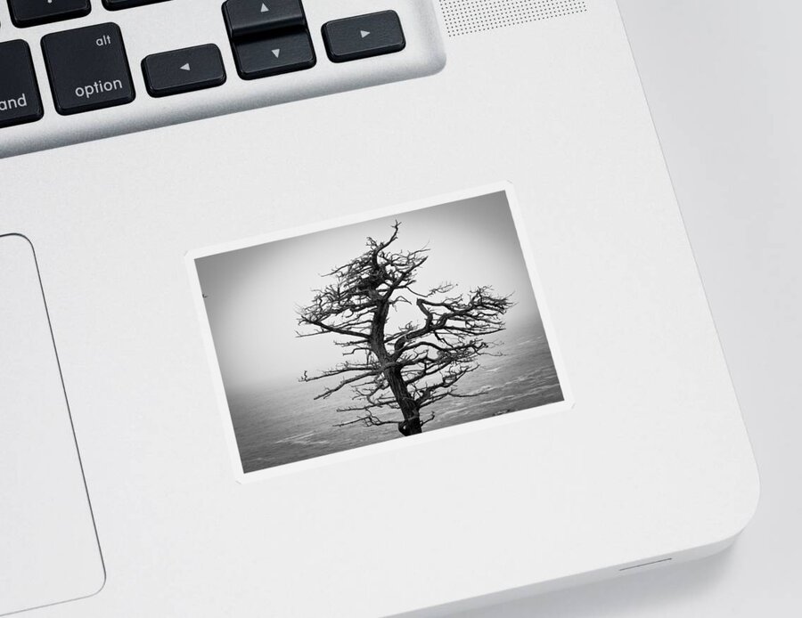 Moody Sticker featuring the photograph Bare Cypress by Melinda Ledsome