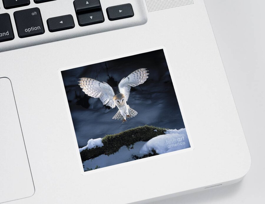 Bird Sticker featuring the photograph Barn Owl Landing by Manfred Danegger