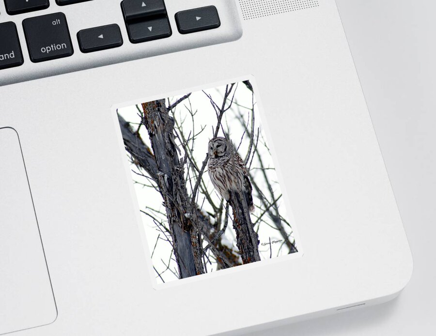Owl Sticker featuring the photograph Barred Owl 2 by Steven Clipperton